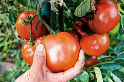 Collage-Left-Nachhaltigkeit